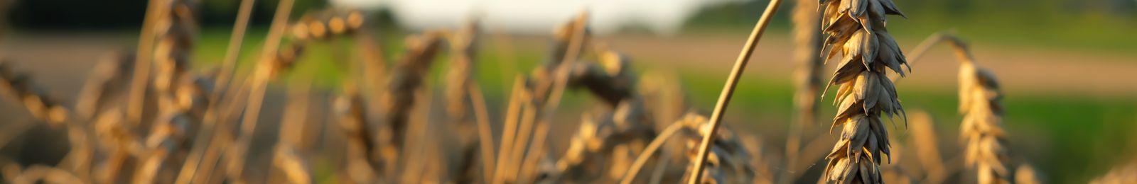 098-psycholog-dla-doroslych