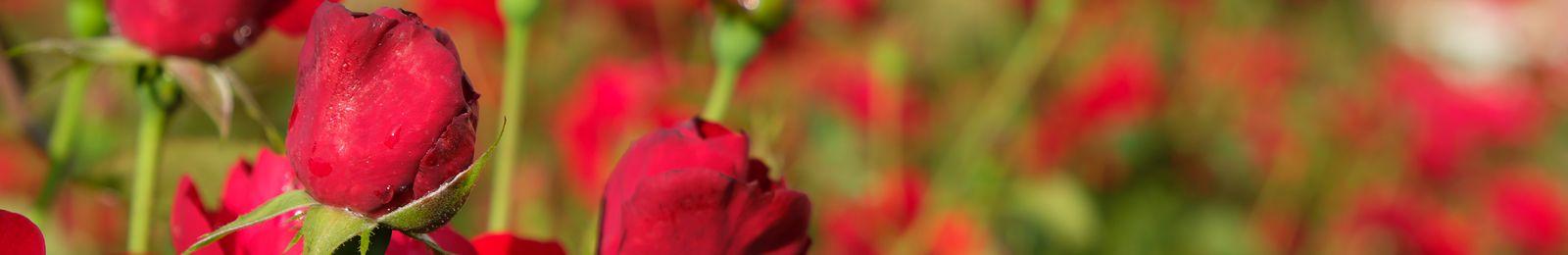 100-terapia-rodzinna-warszawa-ursynow