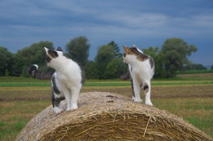 konsultacje seksuologiczne dla młodziezy i nastolatków